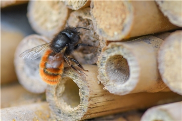 Die Wildbienen bekommen entlang der Emscher eigene Hotels. Das erste wurde bereits aufgestellt.