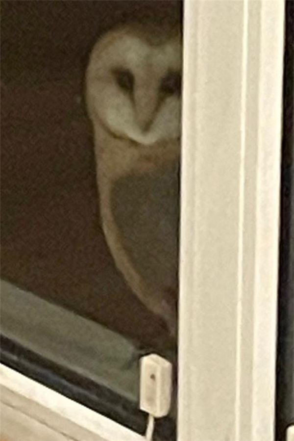 Kreis Unna reagiert auf Anwohner-Klage aus Strickherdicke Schleiereule an einer Fensterbank.