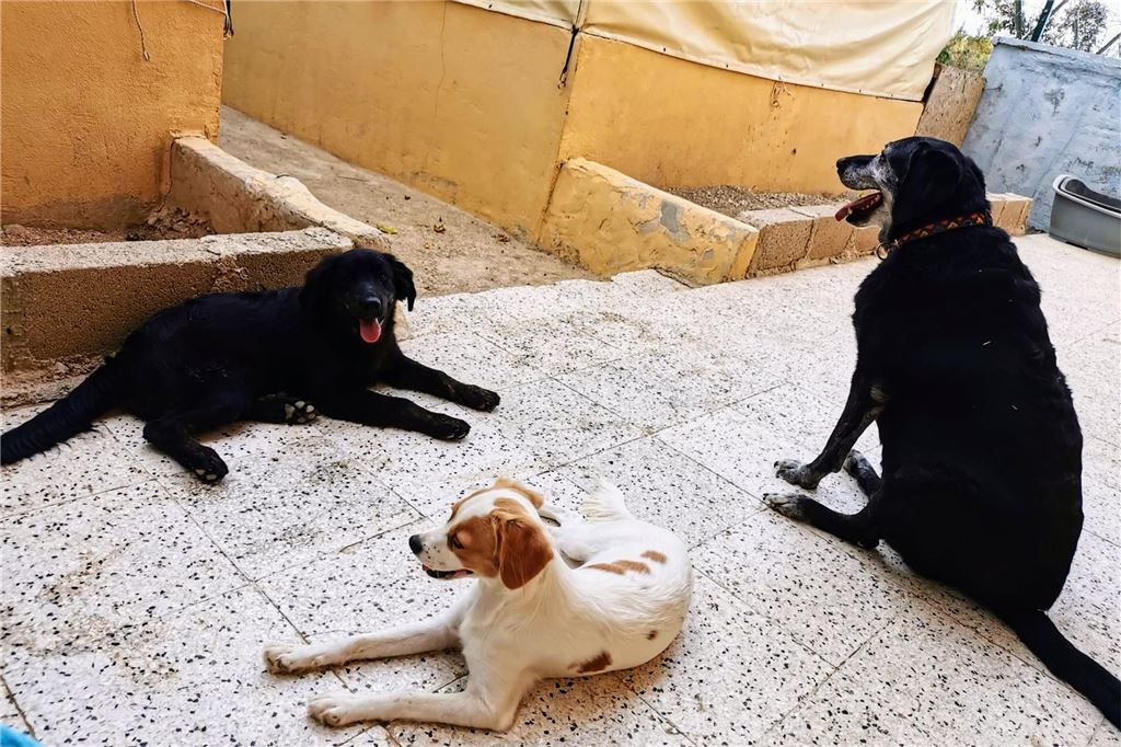 Tiertötungen in der Türkei schocken Fröndenbergerin Drei Straßenhunde in einer Auffangstation von Melek e.V..