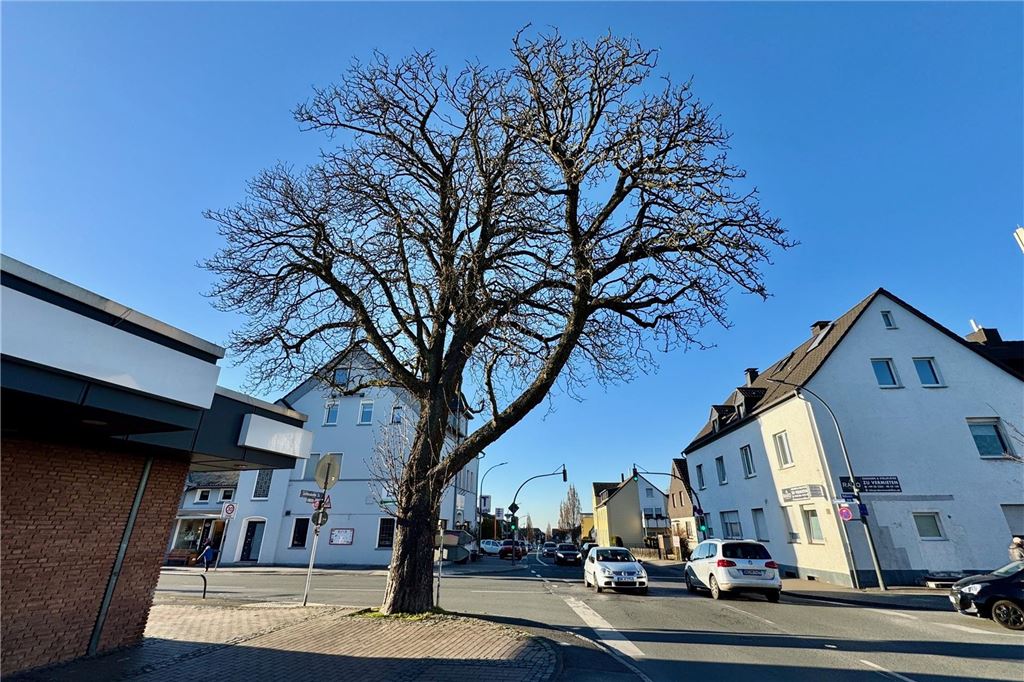 Kastanie soll fallen: „Wir haben unter dem Baum gespielt und getanzt“ Eine alte Kastanie an der Lichtendorfer Straße.