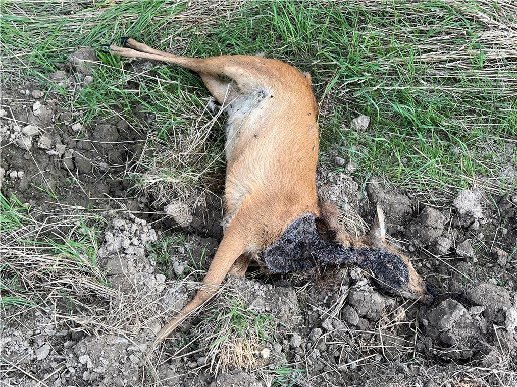 Kadaver mit geöffnetem Hals: Gerissenes Reh in Ostbüren wirft Fragen auf Jäger und Landwirt Ernst-Wilhelm Pieper.