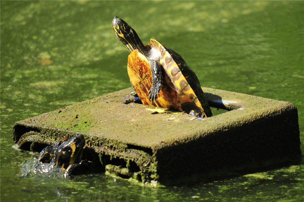 Neuzugang im Bornekamp: Die Kanadagans erkundet den ersten Teich Dieses Archivbild wurde vor dem Neubau am alten Teich aufgenommen. Zwei Gelbbauch-Schmuckschildkröten nutzen eine offenbar vor längerer Zeit im Teich vesunkene Bierkiste bei Niedrigwasser als Sonneninsel.