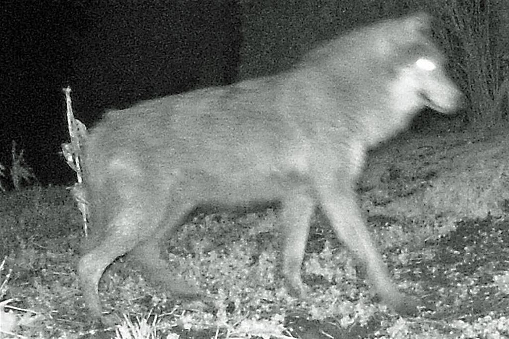 Wolf wird in Nachbarkreis Soest sesshaft: „Geht Mensch aus dem Weg“ Dieses Bild aus einer Fotofalle zeigt den am 13. März 2021 in Werne aufgenommen Wolf.