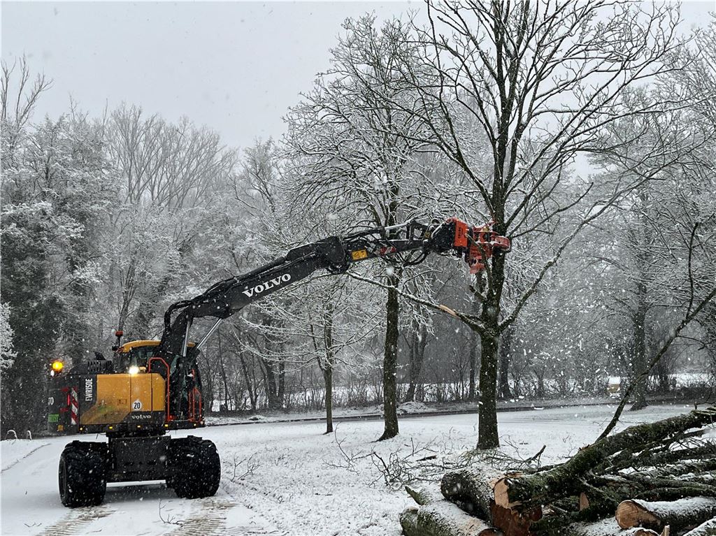 Dutzende Bäume am Freibad Schöne Flöte in Holzwickede sind von einem gefährlichen Pilz befallen und müssen gefällt werden. Am Donnerstag haben die Arbeiten begonnen – trotz des Wetters. Die Fachfirma ließ sich nicht abhalten und wirbelte durch den Schnee.