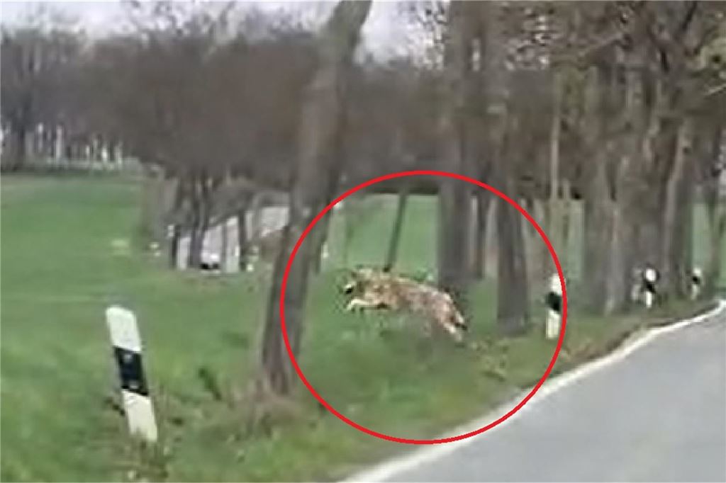 Zwölf gerissene Schafe und ein Wolf: „Gerd“ wird Opfer einer Panik-Meldung Ein Ausschnitt aus einem Video zeigt mutmaßlich einen Wolf auf dem Billmericher Weg zwischen Altendorf und Billmerich. Wer es wann aufgenommen hat, ist nicht bekannt.
