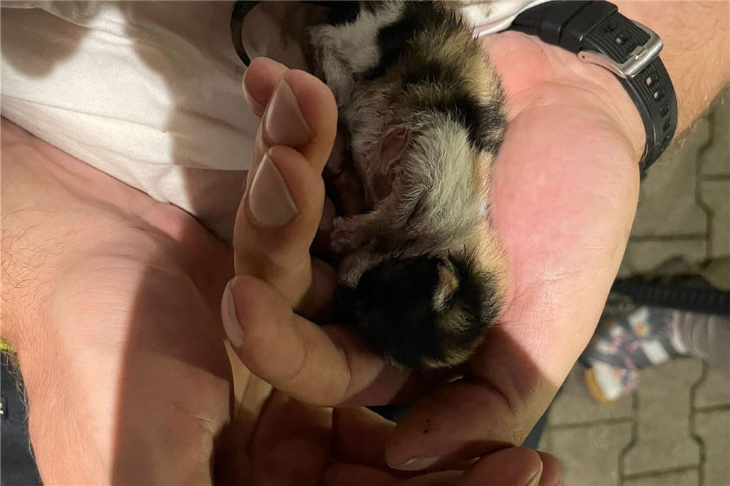 Feuerwehr Rünthe rettet eine Baby-Katze vom Dach eines Hauses EIn einer Hand liegt eine kleine Katze.