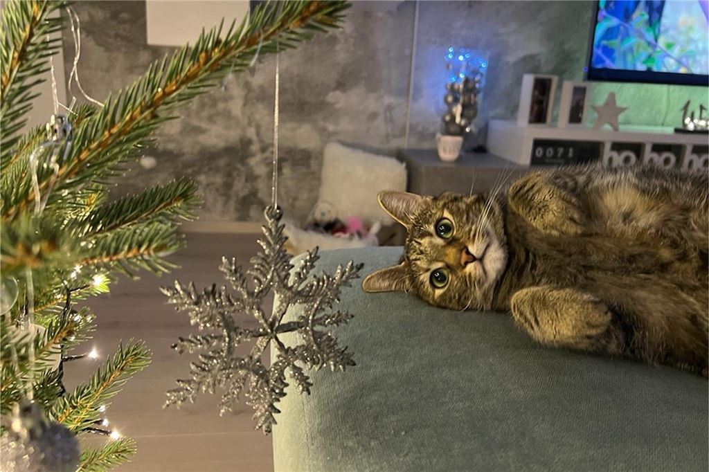 Nix wie raus hier: Wenn der Weihnachtsbaum uns auf die Palme bringt Ein Hypnose-Kunststück in Vollendung: "Lexi" hat sich seit gefühlt drei Wochen nicht mehr von der Stelle bewegt.