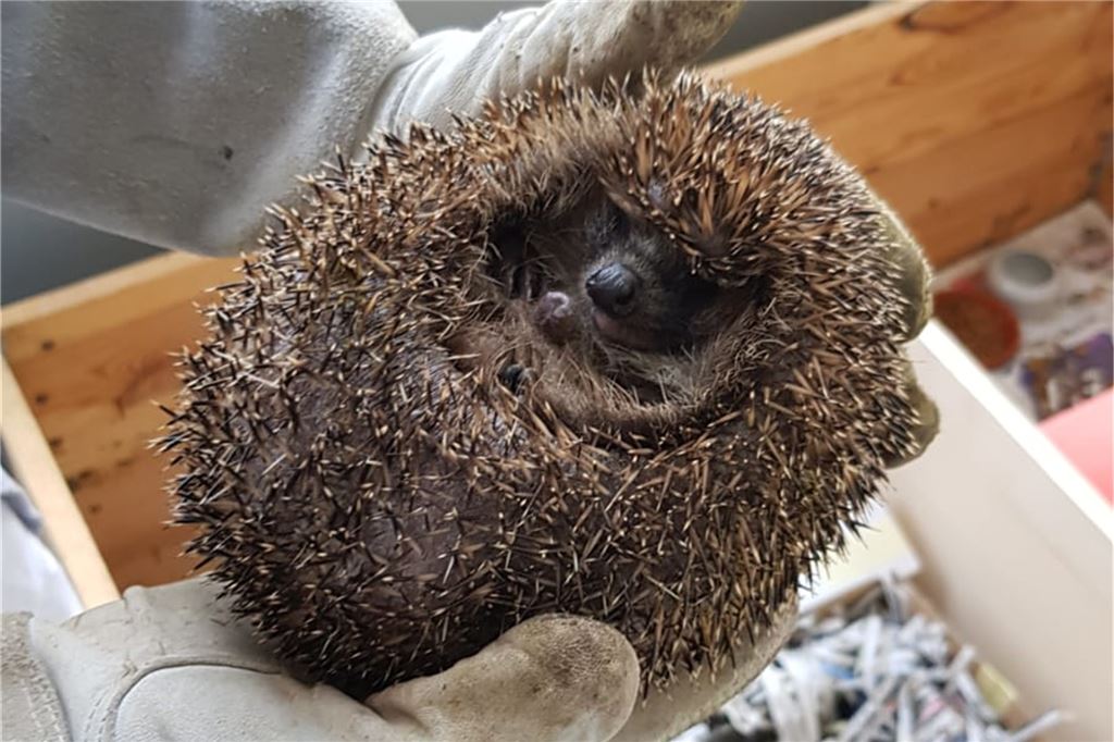 Igel in Not: Wie Fröndenberger den stacheligen Gesellen helfen können Ein Igel in Not beim Frühlingserwachen im April im Balkongehege. "Vor dem Auswildern noch ein Checkup durch die Igelstation, dann wurden für Trainingszwecke kanadische Riesenwürmer aus dem Angelshop zugefüttert."