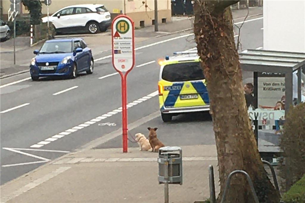 Polizeiauto steht an Bushaltestelle in Dortmund.