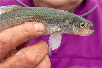 Einem lebenden Fisch den Kopf abbeißen? „Das geht gar nicht“, sagen auch die Angelfischer. 