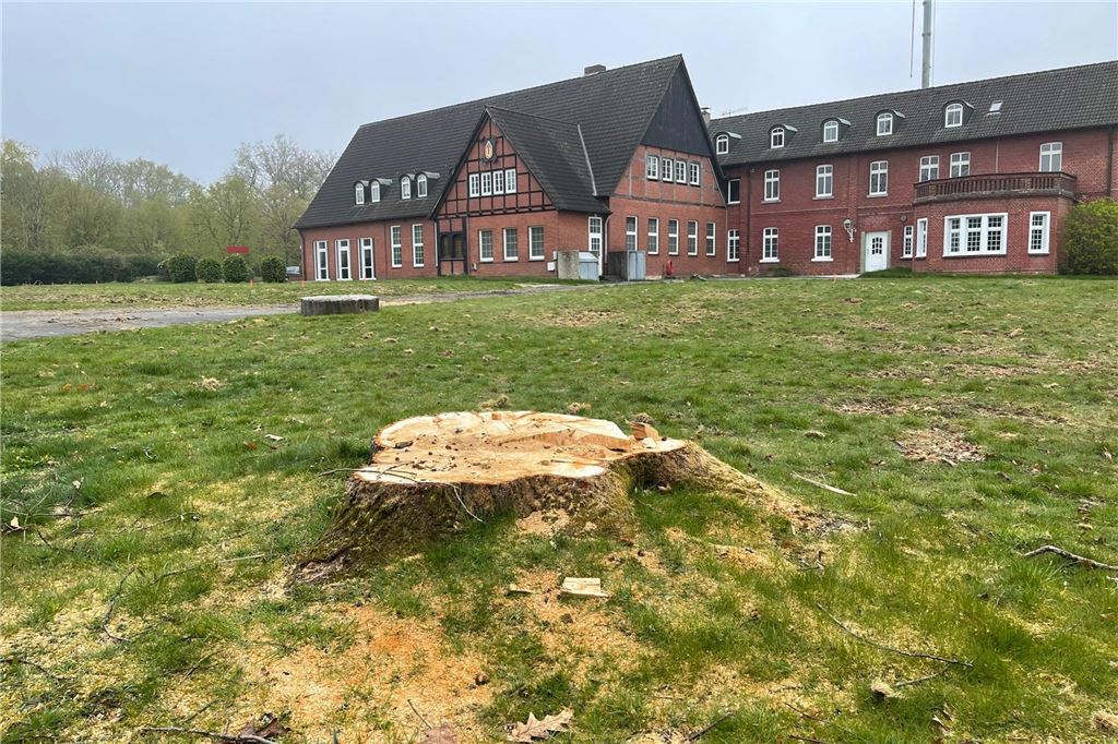 Kritik an Kreutzkamp-Bauvorhaben: „Das zerstört Cappenbergs Charakter“ Einer der vier Bäume, die bereits weichen mussten, auf dem weitläufigen Kreutzkamp-Grundstück in Cappenberg.