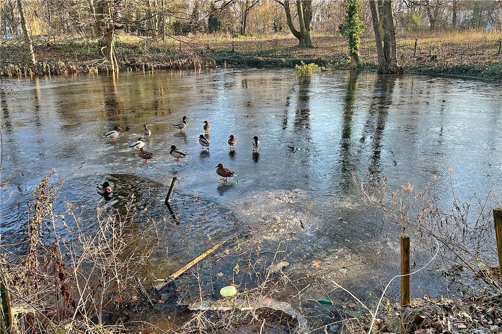 Erst Starkregen, dann Minusgrade: See auf Acker wird zum Eishallen-Ersatz Einige Enten stehen trotz eisiger Temperaturen auf der Eisfläche auf einem der Teiche im Kurpark in Königsborn.