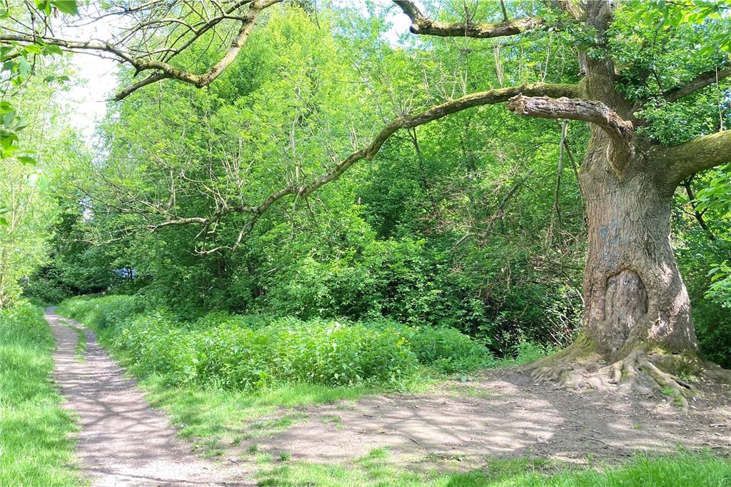 Sorge um PARTEI-Antrag: „Dann brennen demnächst die Verbotsschilder“ Entlang des Trampelpfades steht der Baum, den Jugendliche gerne als Treffpunkt nutzen. Hier möchte die Partei eine Sitzgruppe installieren.