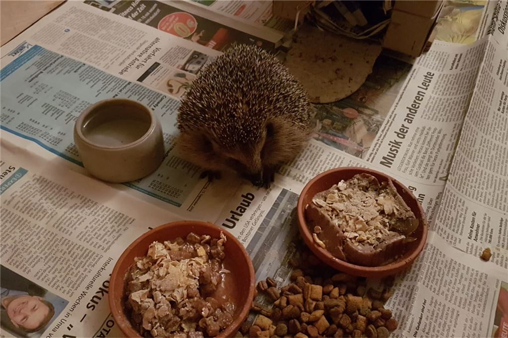 Igel in Not: Wie Fröndenberger den stacheligen Gesellen helfen können Der kleine Kerl ist eine ihrer Erfolgsgeschichten. Gefunden mit 200 Gramm, erstversorgt im warmen Keller. Bis zum Überwinterungsgewicht wird gefüttert; Katzenfutter ohne Soße oder Gelee, gekochte Hühnerflügel. "Schlief im Dezember ein mit knapp 600 Gramm."