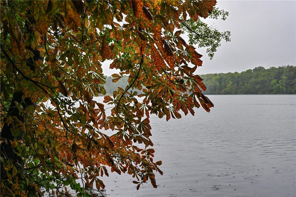 Regenrekord im Emscher-Gebiet: Nassestes Jahr seit den 1960er-Jahren Trübes Herbstwetter an einem Fluss.