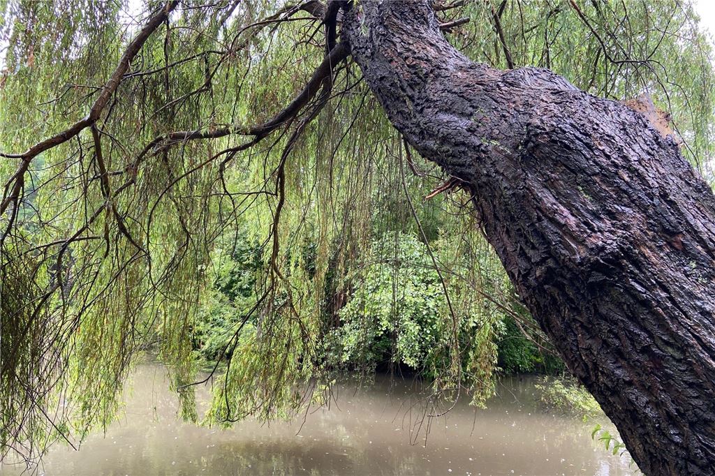 Jagd auf Kanadagänse: Welche Alternativen es zum Abschuss gibt Insel auf dem Grüntalteich in Schwerte