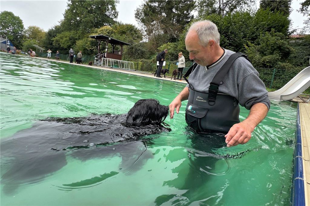 Plantschen, rutschen, springen: Hundeschwimmen im Freibad Dellwig Ein Mann steht mit einem Wasserfesten Anzug im Freibadbecken und sein Hund schwimmt vor ihm her