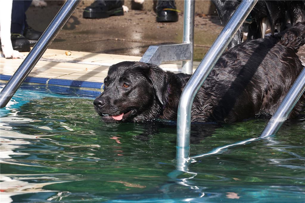 Hunde, die nicht ins Wasser springen wollten, konnten auch eine Rampe benutzen.