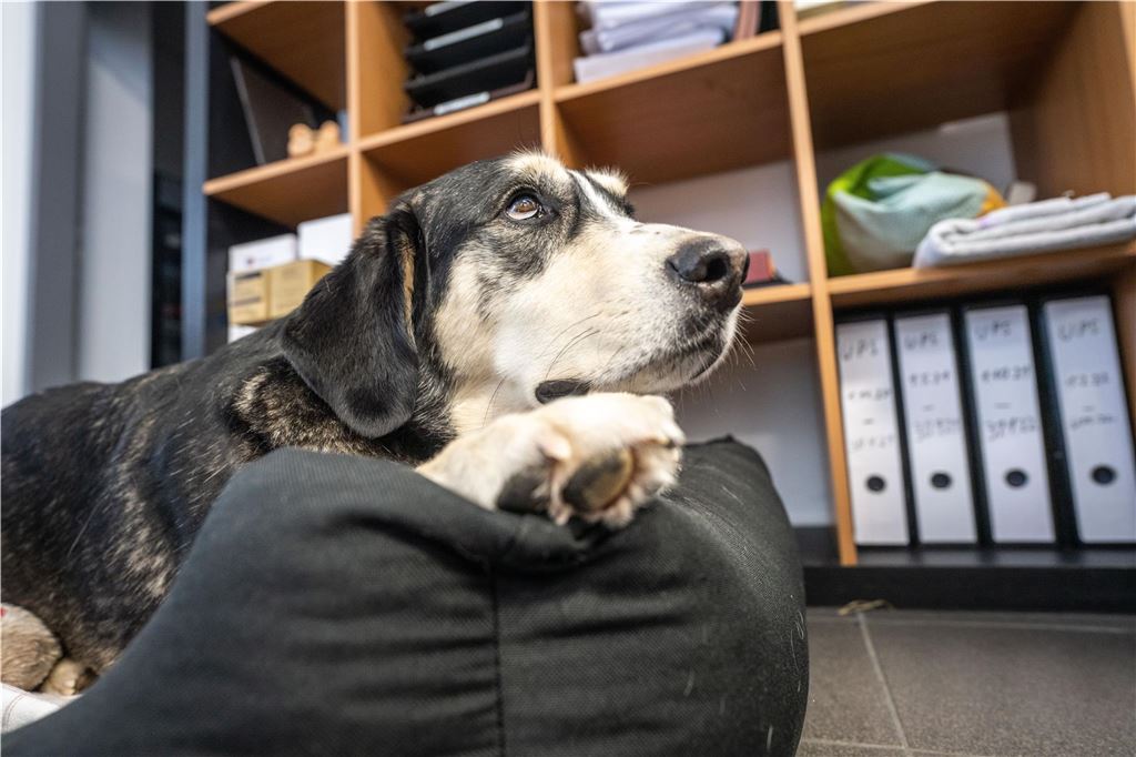 So stehen die Lüner Unternehmen zu Vierbeinern am Arbeitsplatz Ein Hund liegt in seinem Korb im Büro