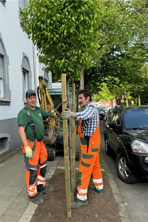 Neue Bäume besser an Trockenheit angepasst als Vorgänger Im Auftrag der Stadt Unna haben Mitarbeiter eines Fachbetriebs an der Mozartstraße neue Hainbuchen eingepflanzt.