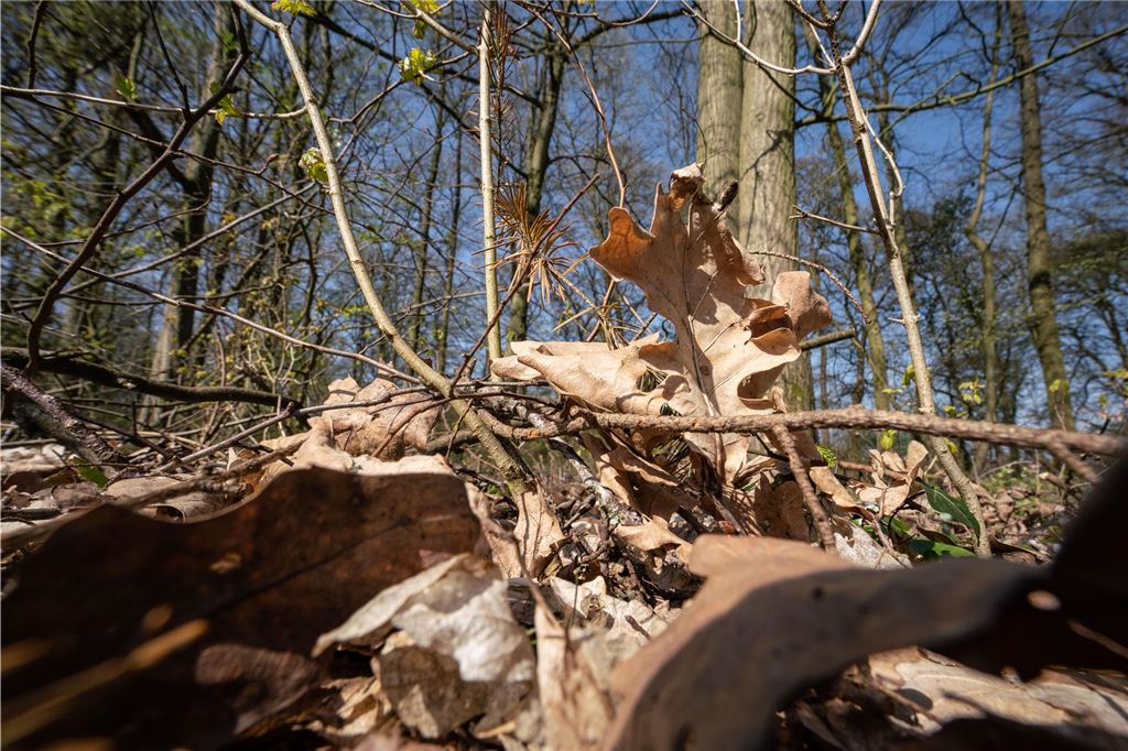 Warnung vor Waldbränden: Diese Gefahren birgt die aktuelle Dürre Laub liegt in einem Waldstück zwischen den Bäumen.