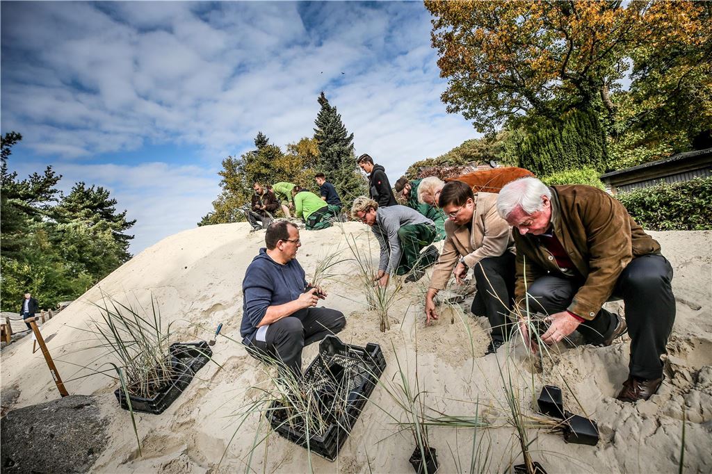 Nordsee-Urlaub im Rombergpark: Ein Stück Norderney in Brünninghausen Eine Gruppe von Personen pflanzt Setzlinge auf einer Düne im Rombergpark. Die Freiwilligen sind mit der Anpflanzung von Strandhafer beschäftigt, um die Düne zu befestigen.