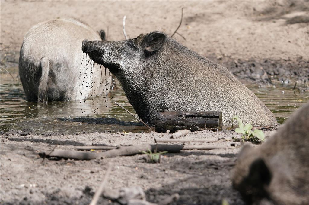 Ausflugstipps: Diese Tierparks in der Nähe haben im Winter geöffnet Wildschweine suhlen sich in einer Schlammpfütze im Wildpark Eekholt.