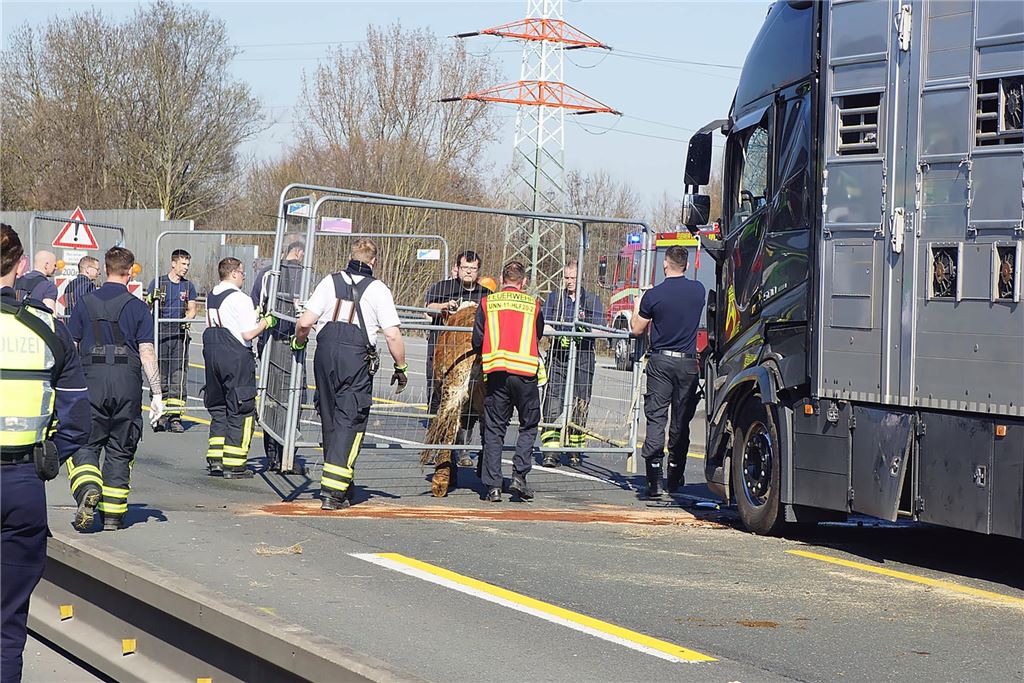 Nach einem Unfall mit einem Viehtransporter auf der A1 bei Unna am 19.3. führen Feuerwehrleute ein Rind innerhalb eines Bauzauns an den Fahrbahnrand.