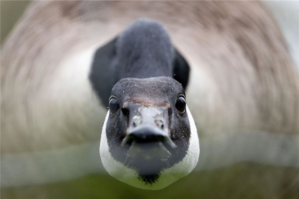 Jagd auf Kanadagänse: Welche Alternativen es zum Abschuss gibt Eine Kanadagans