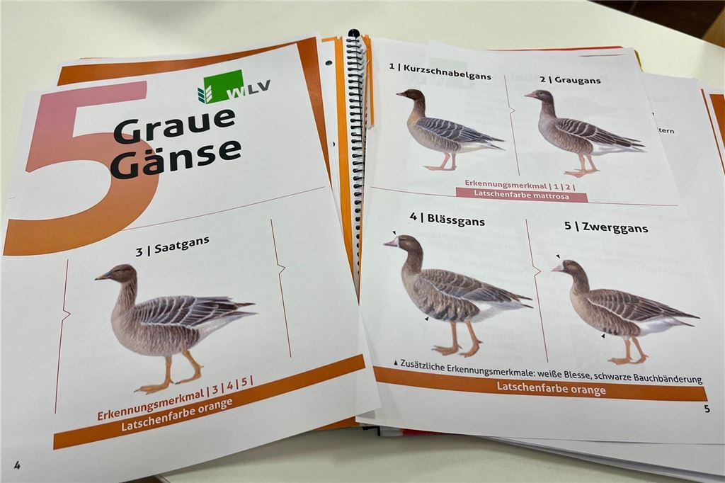 Herausforderung aus Liebe zur Natur: Pia Bömer macht den Jagdschein Unterrichtsmaterial zu Graugänsen.