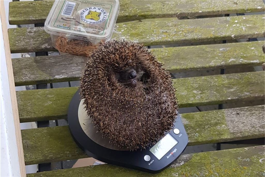 Igel in Not: Wie Fröndenberger den stacheligen Gesellen helfen können "Letztes Wiegen vor der Freiheit." Die Tiere werden an geschützter Stelle mit Insektenreichtum und naturnaher Umgebung entlassen. "Ist immer schwer nach so langer Zeit. Aber es sind Wildtiere."