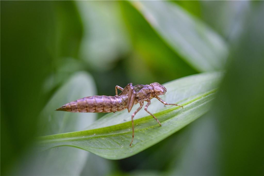 Naturschützer kritisiert das Handeln der Stadt: Lebensraum zerstört Die leere Hülle einer Libellenlarve, die sogenannte Exuvie, ist auf einem Blatt an einem kleinen Teich zu sehen.