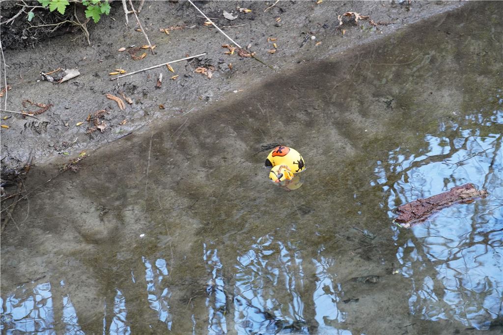 Macht die Piraten-Ente aus Königsborn das Rennen?