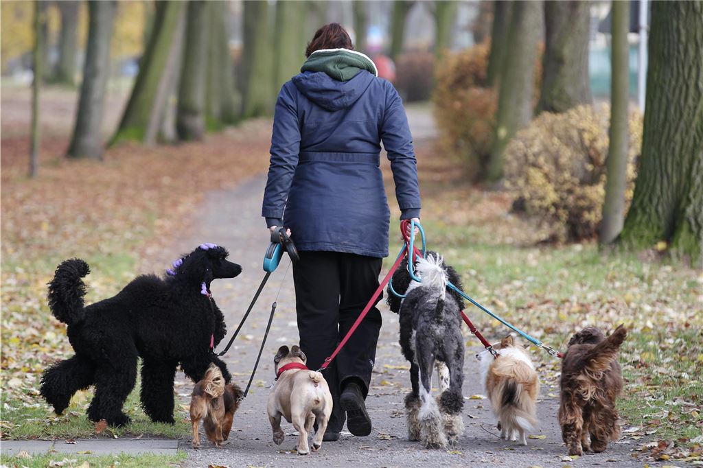Tierärzte des Kreises Unna decken extremen Fall von Tierquälerei auf Eine Frau führt mehrere Hunde an der Leine.