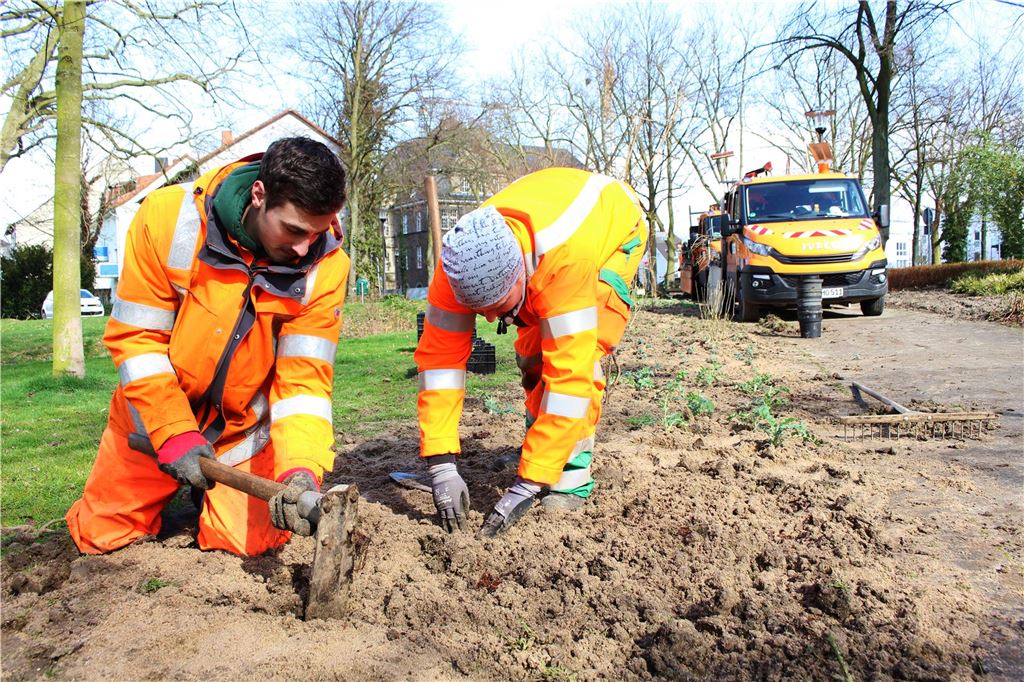 „Sieht doch schäbig aus“: Keine Pflege rund um den Wappenbaum Zwei Mitarbeiter des Baubetriebshofs bei Pflanzarbeiten im Emscherpark.