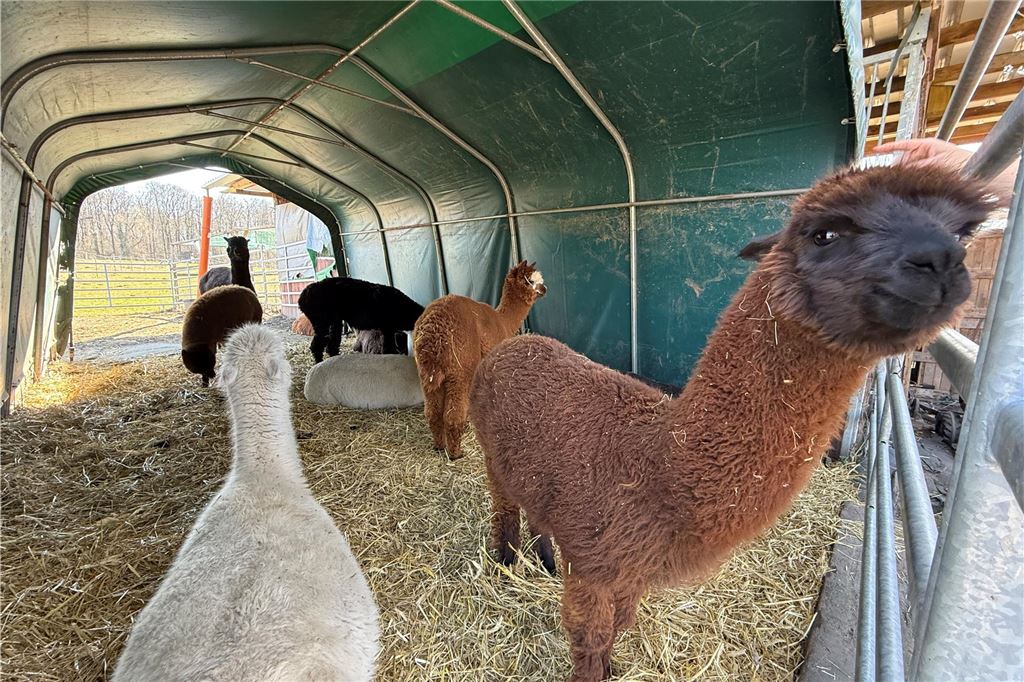 Schikane durch Jugendämter im Kreis? Bonbonhaus: „Echtes Problem“ Tiere auf dem Hof des Bonbonhauses in Werne