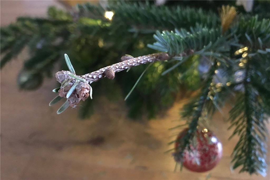Nix wie raus hier: Wenn der Weihnachtsbaum uns auf die Palme bringt Nein, unser Baum nadelt nicht. Und die Erde ist eine Scheibe...