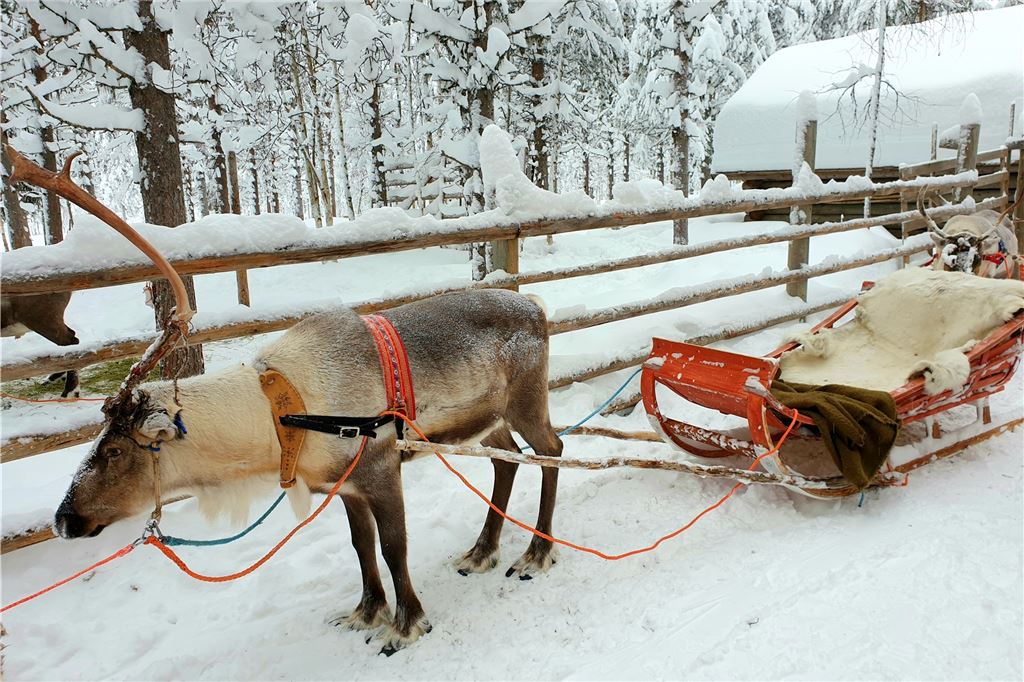 Geheimtipps von Reise-Experten: Spontan-Urlaub über die Weihnachtstage Nicht nur Hunde werden in Lappland vor den Schlitten gespannt, sondern auch Rentiere.