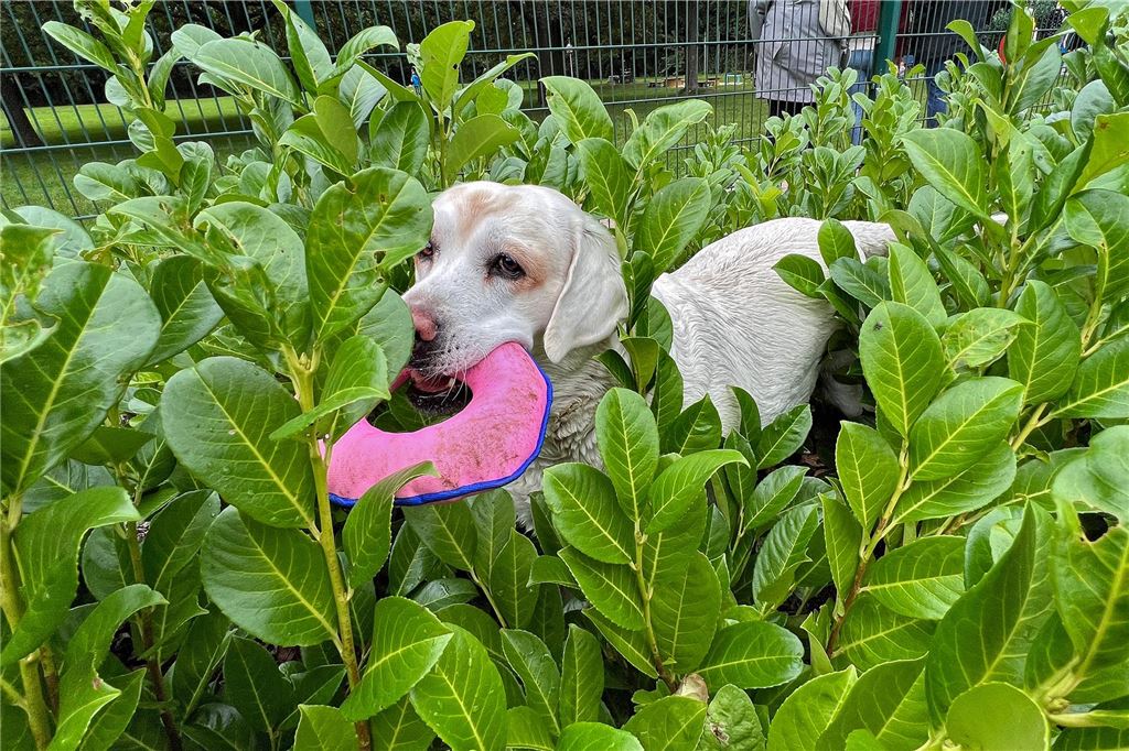 Plantschen, rutschen, springen: Hundeschwimmen im Freibad Dellwig Ein Hund versteckt sich im Gebüsch