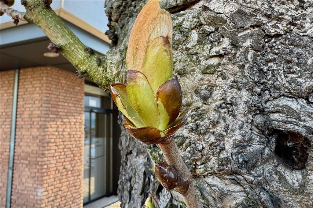 Kastanie soll fallen: „Wir haben unter dem Baum gespielt und getanzt“ Eine Blüte an einer Kastanie.