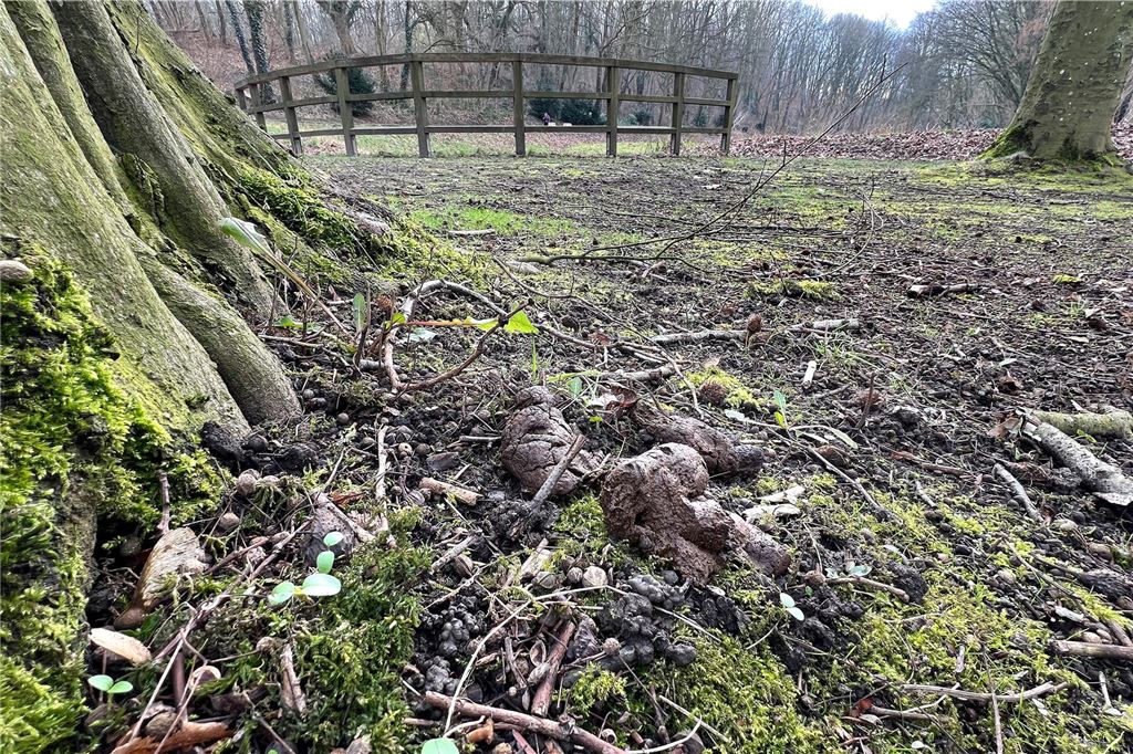 Tüten-Appell, damit Hundekot nicht Mensch und Natur gefährdet Neben einem Baumstamm im Bornekamp in Unna liegt ein Hundehaufen. Im Hintergrund ist ein Zaun zu sehen.