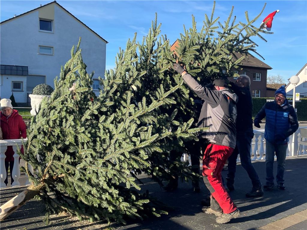 25. Ausgabe des Kreisel-Talks: Weihnachtsstimmung und Sorge um Buslinien Ein Mann trägt den Dorfweihnachtsbaum für Hengsen