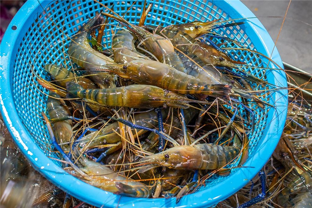 Achtung, Mogelpackung: Was als Scampi verkauft wird, ist oft was anderes Riesengarnelen haben keine Scheren und sind im Rohzustand eher grau.