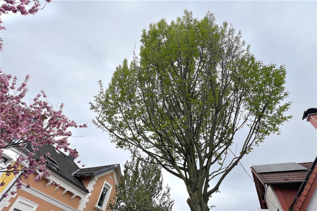 Anwohner besorgt um Kirschblüten: „Schöne Ansicht wird sich auflösen“ Säulenhainbuchen stehen als Ersatz für die Kirschblüten in der Holbeinstraße in Unna.