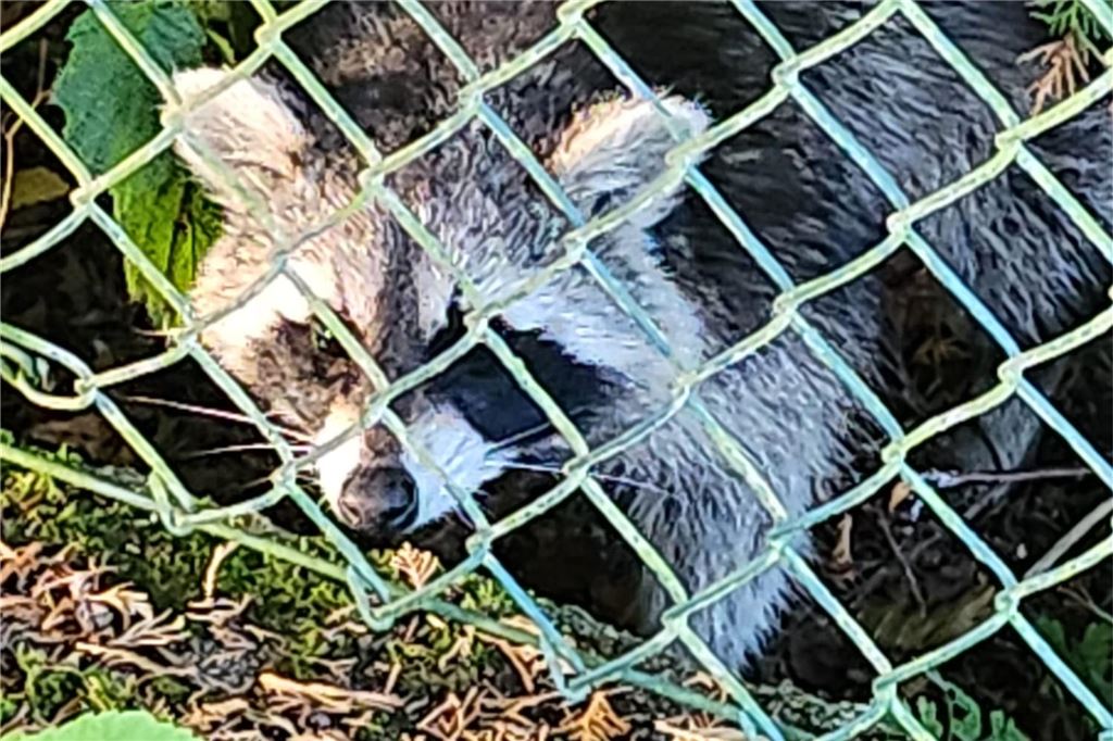 Waschbär streift durch Warmen: Tier zeigt sich besonders zutraulich Waschbär schaut durch Gartenzaun in Warmen