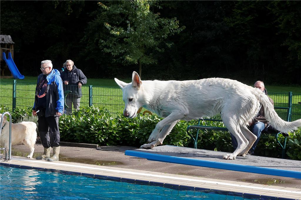 So mancher Hund sprang nicht nur vom Beckenrand, sondern auch vom Startblock oder gar vom Einmeterbrett.