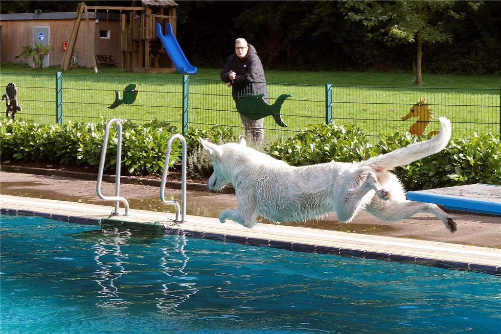 So mancher Hund sprang nicht nur vom Beckenrand, sondern auch vom Startblock oder gar vom Einmeterbrett.