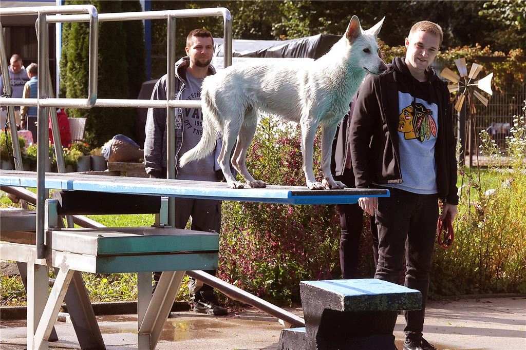 So mancher Hund sprang nicht nur vom Beckenrand, sondern auch vom Startblock oder gar vom Einmeterbrett.