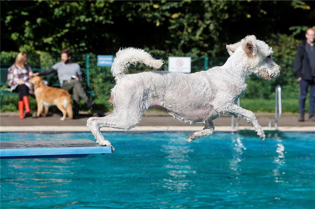 So mancher Hund sprang nicht nur vom Beckenrand, sondern auch vom Startblock oder gar vom Einmeterbrett.