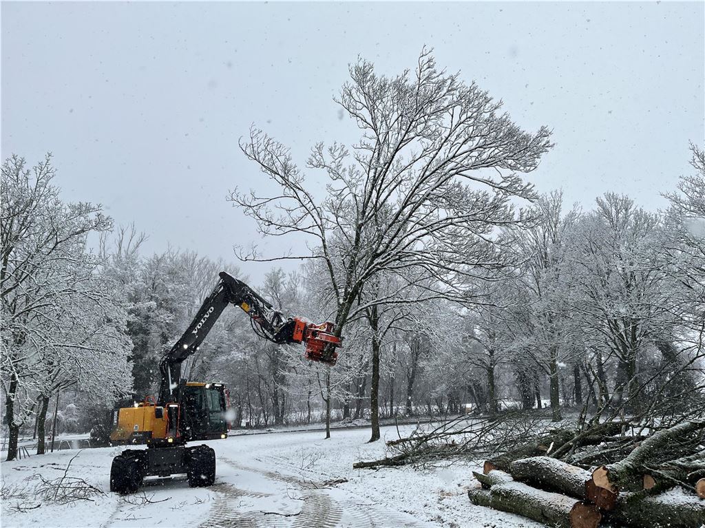 Steven Seifert steht neben einem erkrankten Baum. Die schwarze Schicht aus Sporen zeugt von der Rußrindenkrankheit.